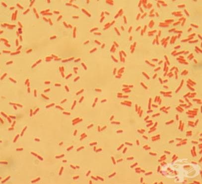 Ентеропатогенна инфекция, предизвикана от Escherichia coli МКБ A04.0 - изображение