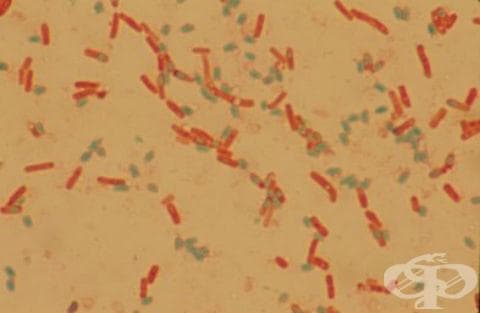 Хранително отравяне, предизвикано от Bacillus cereus МКБ A05.4 - изображение