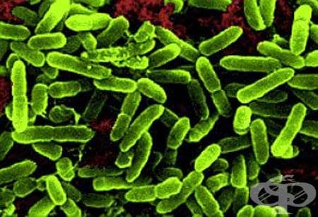 Пневмония, причинена от Pseudomonas МКБ J15.1 - изображение