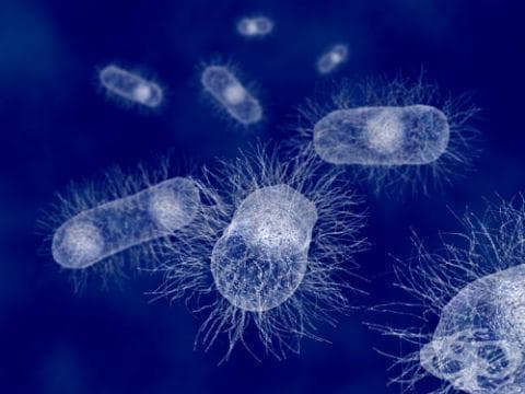 Шигелоза, предизвикана от Shigella dysenteriae МКБ A03.0 - изображение