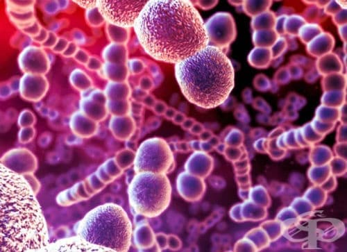 Streptococcus pneumoniaе като причина за болести, класифицирани другаде МКБ B95.3 - изображение