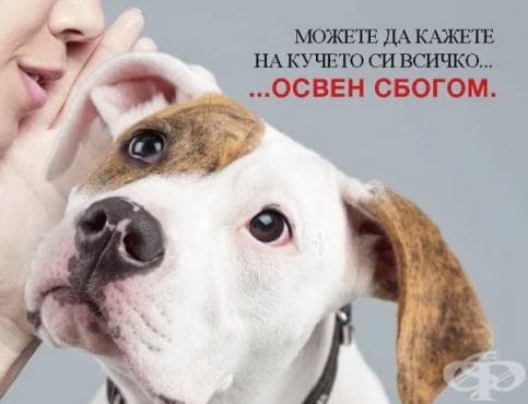 БАБХ стартира кампания срещу изоставянето на кучета - изображение