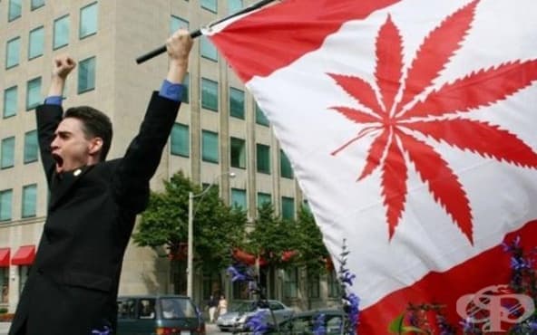 марихуана канада