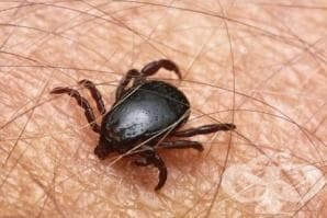 15 варненци ухапани от кърлежи за седмица - изображение