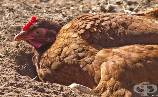 От БАБХ откриха огнище на птичи грип в Добричко - изображение