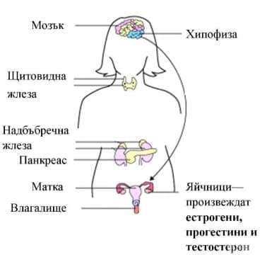 Женски полови хормони - изображение