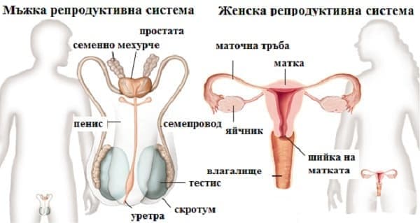 Физиология на репродуктивната система - изображение