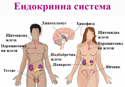 Физиология на ендокринната система - изображение