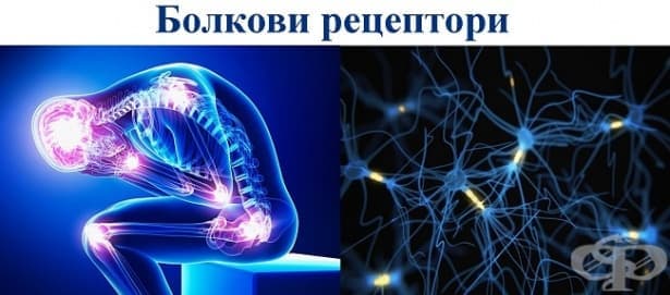 Болкови рецептори (ноцирецептори) - изображение