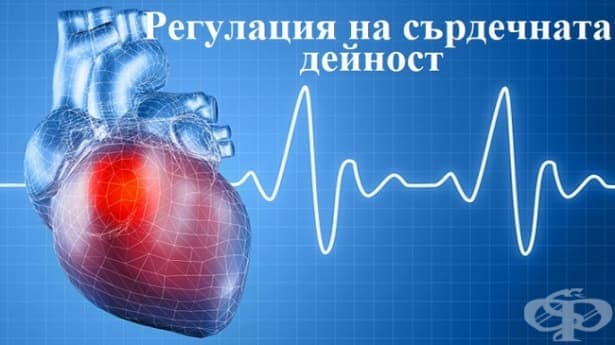 Регулация на сърдечната дейност - изображение