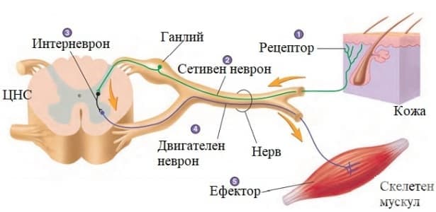 Рефлексна дейност на нервната система - изображение