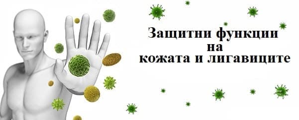 Защитни функции на кожата и лигавиците - изображение