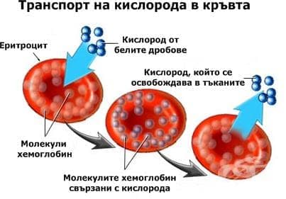Транспорт на кислорода в кръвта - изображение