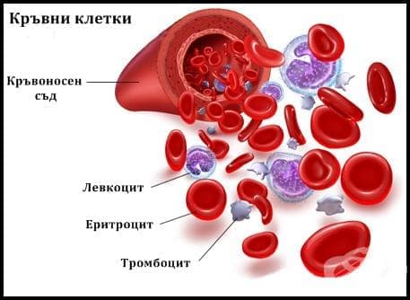 Кръвни клетки - изображение