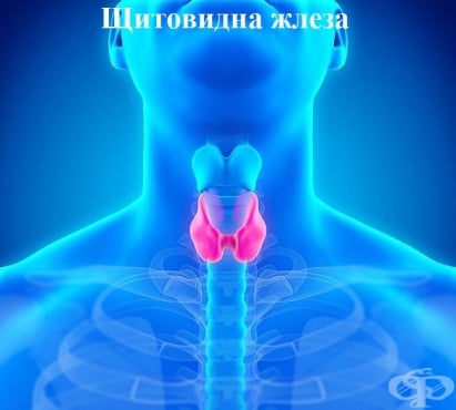 Функция и хормони на щитовидната жлеза - изображение