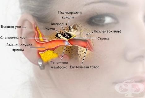Функционална морфология на ухото - изображение