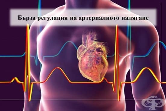 Бърза регулация на артериалното налягане - изображение