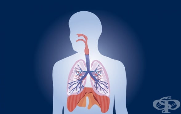 Физиология на дихателната система - изображение