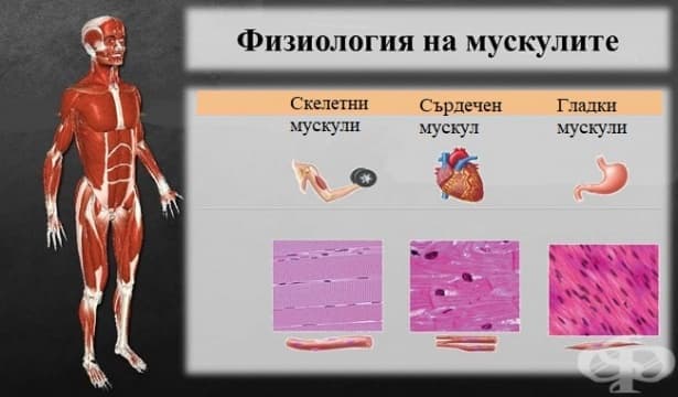 Физиология на мускулите - изображение