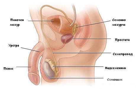 Функция на мъжка репродуктивна система - изображение