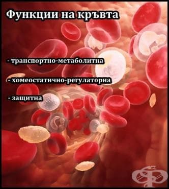 Функции на кръвта - изображение