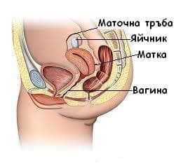 Функция на женска репродуктивна система - изображение