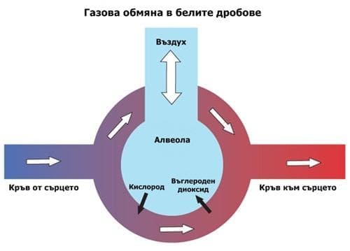 Газова обмяна в белите дробове - изображение