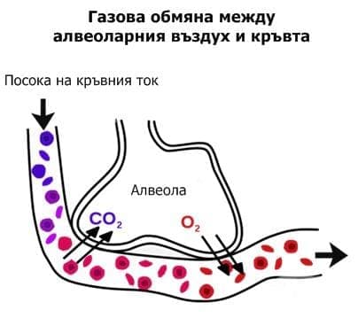 Газова обмяна между алвеоларния въздух и кръвта - изображение