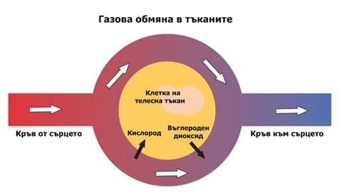Газова обмяна в тъканите - изображение
