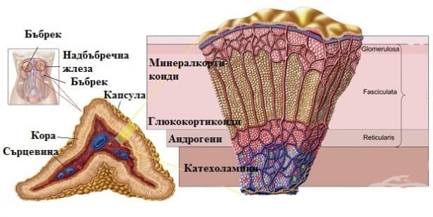 Функция и хормони на надбъбречната сърцевина - изображение