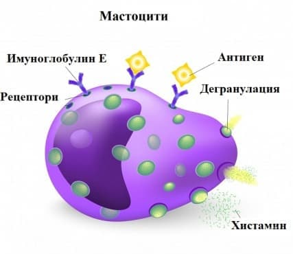 Мастоцити - изображение