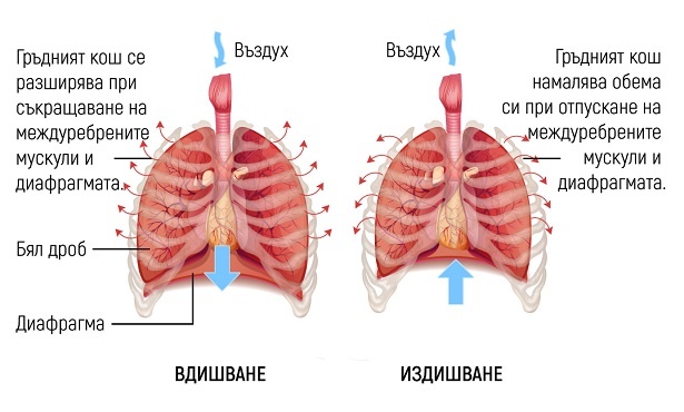Механика на дишането - изображение