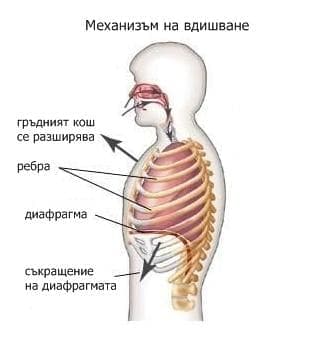 Механика на вдишване - изображение