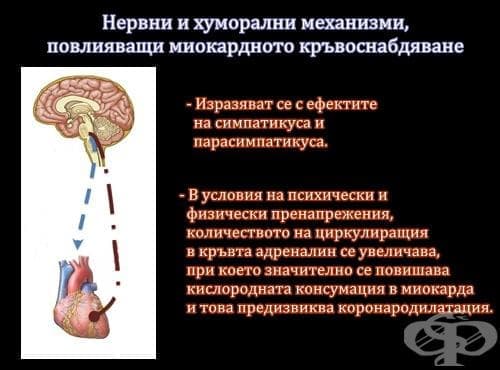 Нервни и хуморални механизми, повлияващи миокардното кръвоснабдяване - изображение