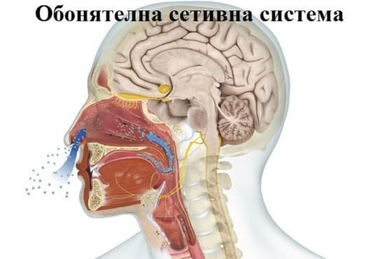 Обонятелна сетивна система - изображение