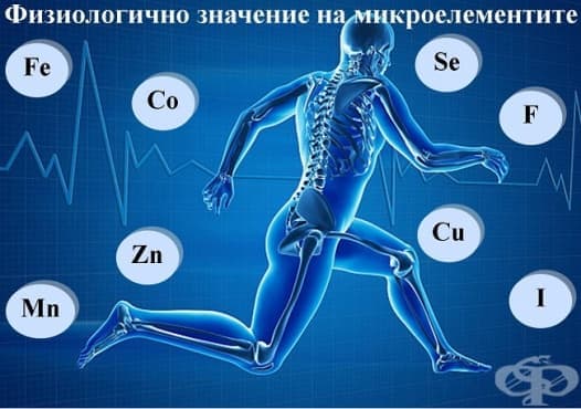 Физиологично значение на микроелементите - изображение