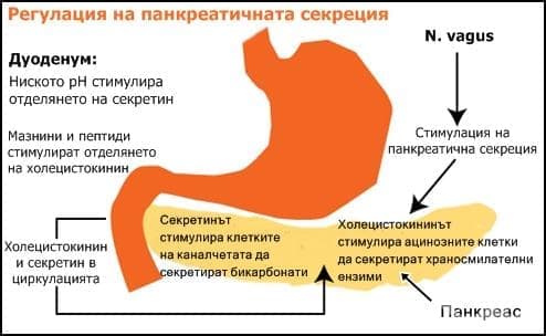 Регулация на панкреатичната секреция - изображение