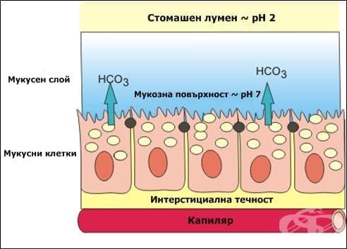 Секреция на слуз - изображение