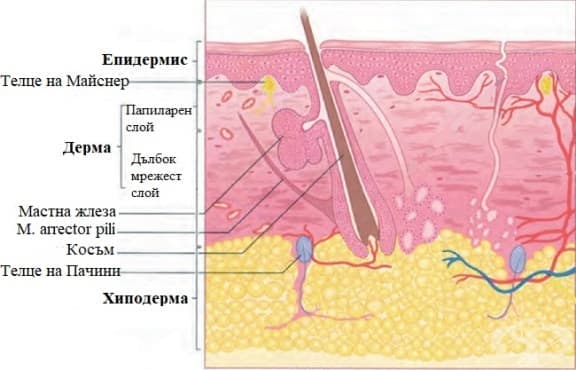 Физиология и функции на кожата - изображение
