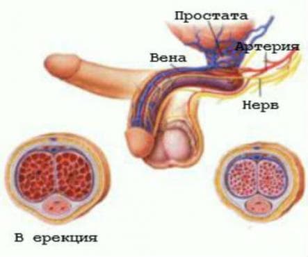 Физиология на ерекцията