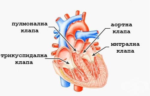 Сърдечни клапи