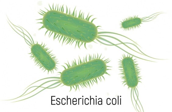 Е. coli