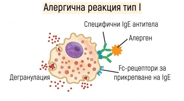 Първи тип алергична реакция