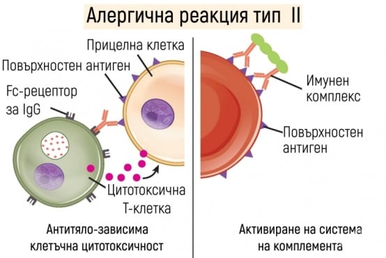 Втори тип алергична реакция