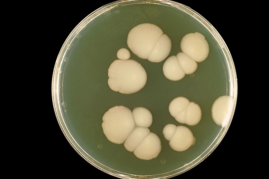 Candida albicans