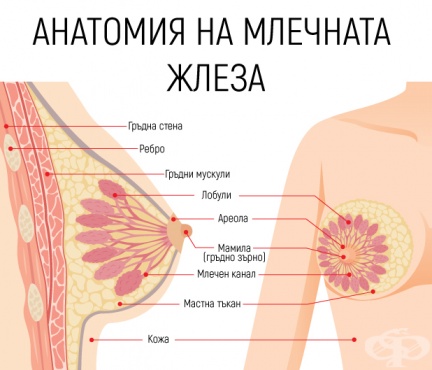 Анатомия на млечната жлеза