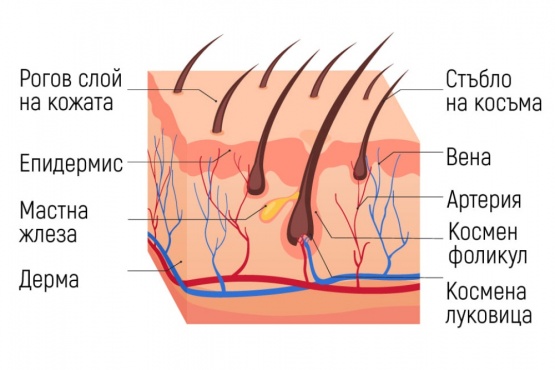 Структура на косъма