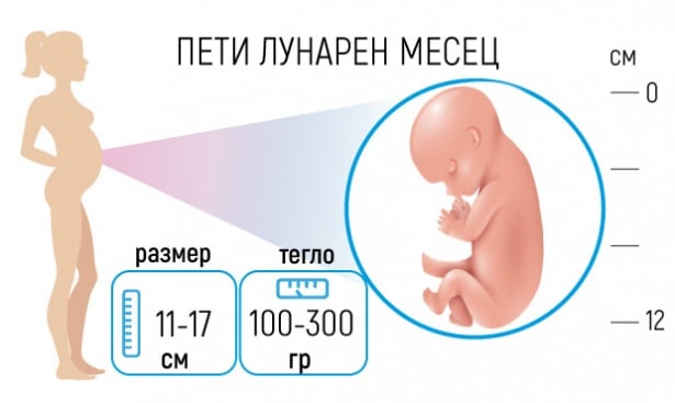 Бременност - Пети лунарен месец