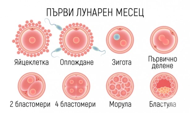 Бременност - Първи лунарен месец