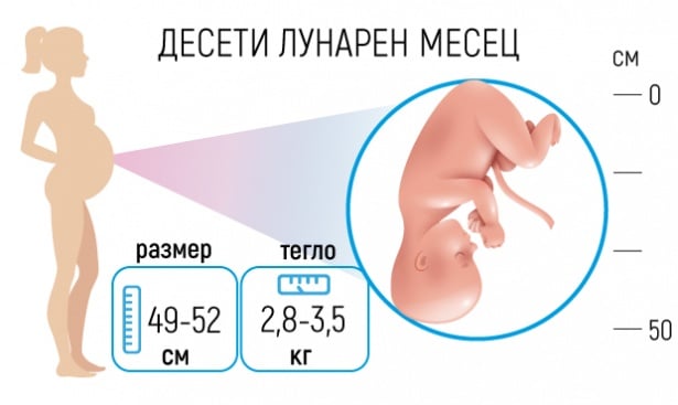 Бременност - Десети лунарен месец